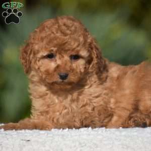 Keith, Miniature Poodle Puppy